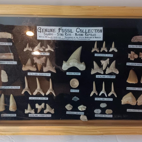 Genuine Fossil Collection Display - Picture 1 of 4
